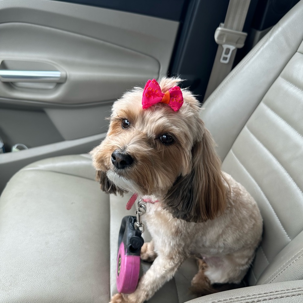Hi!  I’m Bling’s Assistant, Mable Rose